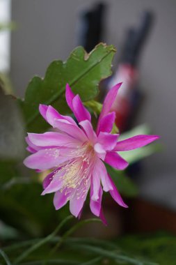 Epiphyllum laui adlı bir kaktüsün çiçekleri mor pembe renklidir ve öğleden sonra çiçek açar.