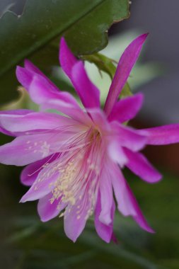 Epiphyllum laui adlı bir kaktüsün çiçekleri mor pembe renklidir ve öğleden sonra çiçek açar.