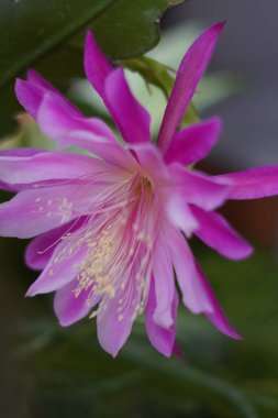 Epiphyllum laui adlı bir kaktüsün çiçekleri mor pembe renklidir ve öğleden sonra çiçek açar.