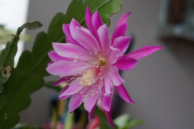 The flowers of a cactus plant called Epiphyllum laui are purple pink and bloom in the afternoon clipart