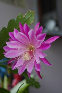 The flowers of a cactus plant called Epiphyllum laui are purple pink and bloom in the afternoon clipart