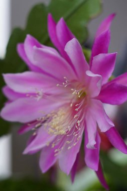 Epiphyllum laui adlı bir kaktüsün çiçekleri mor pembe renklidir ve öğleden sonra çiçek açar.