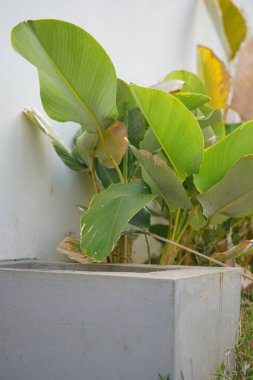 Sade beyaz arkaplanı olan muz yaprağı bitkisi