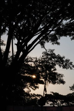 Öğleden sonra ağaçların silueti. Güneş batmak üzere ve hava kararmak üzere.