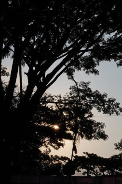 Silhouette of trees in the afternoon with the sun about to set and it is dark clipart