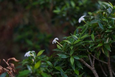 Bulanık arkaplanı olan küçük beyaz çiçekler.
