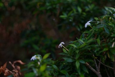 Bulanık arkaplanı olan küçük beyaz çiçekler.