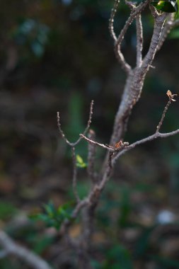 Yeşil yapraklı, küçük, kuru bir bitkinin dalları.