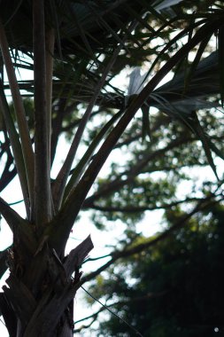 Dallı ağaç silueti ve mavi gökyüzü