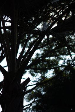 Dallı ağaç silueti ve mavi gökyüzü