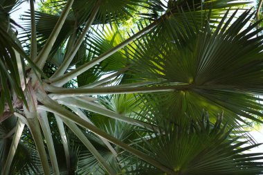 Background of a tree with a large trunk and branches with wide light green leaves clipart