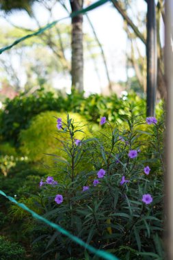 Arkaplanı bulanık mor kağıt çiçek bitkisi