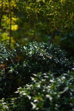 Arkaplan koyu yeşil yapraklar ve bulanık yeşil bitki arka planı.