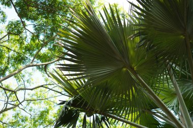 Büyük bir gövdesi ve geniş açık yeşil yapraklı dalları olan bir ağacın arka planı.