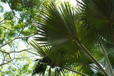 Büyük bir gövdesi ve geniş açık yeşil yapraklı dalları olan bir ağacın arka planı.