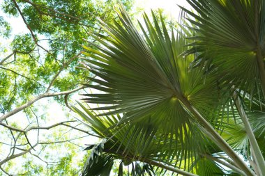 Büyük bir gövdesi ve geniş açık yeşil yapraklı dalları olan bir ağacın arka planı.