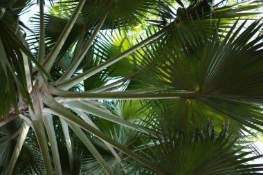 Büyük bir gövdesi ve geniş açık yeşil yapraklı dalları olan bir ağacın arka planı.