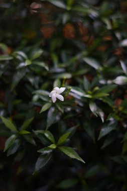 Bulanık yeşil yapraklı küçük beyaz çiçekler.