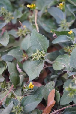 Yaprağın ortasında yeşil dikenler ve birkaç küçük sarı çiçek olan küçük yeşil yapraklar.