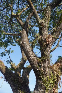 Kavisli ağaç dalları ve yaprakları ve mavi gökyüzü arkaplanı