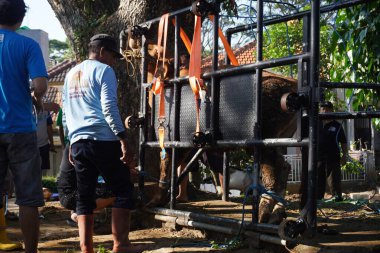 Kurban Bayramı 'nda katledilmeden önce inek ezen bir inek.