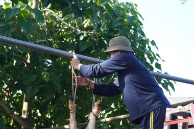Kurban Bayramı 'nda kesilen bir keçinin bacaklarını bir direğe bağlayan bir adam..