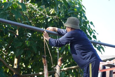 Kurban Bayramı 'nda kesilen bir keçinin bacaklarını bir direğe bağlayan bir adam..