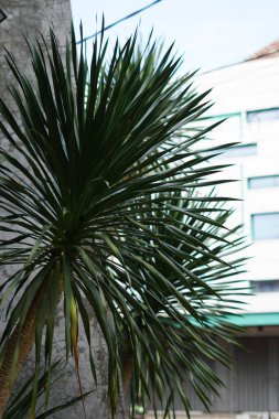 Binanın dekorasyonu için yeşil yapraklı küçük palmiye ağaçları.