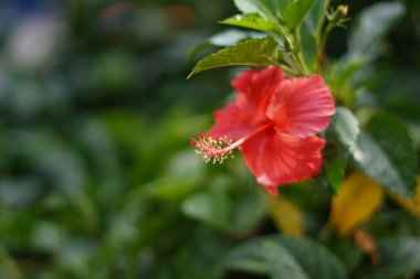 Kırmızı amber çiçeği süslemeli bitki (Hibiscus rosa-sinensis) bulanık yeşil yapraklı