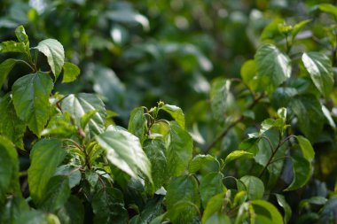 Öğleden sonra güneş ışığına maruz kalan çalılıklarda yeşil yapraklar.