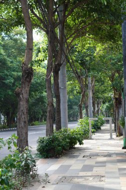 Gün boyunca ağaçlar ve bitkilerle çevrili sessiz bir kaldırım.