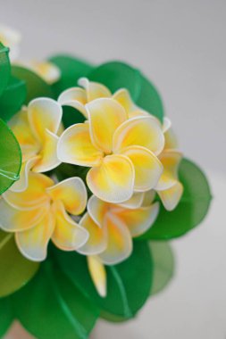 Suni frangipani çiçekleri, oda dekorasyonu için kullanılabilecek kumaştan yapılmıştır.