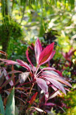 Kırmızı yapraklı süslemeli bitkiler güneş ışığına maruz kalıyor ve yeşil yapraklarla çevrili.