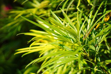 Uzun, dar yeşil yapraklar sabah güneşine maruz kalıyor.