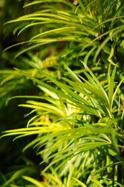 Uzun, dar yeşil yapraklar sabah güneşine maruz kalıyor.