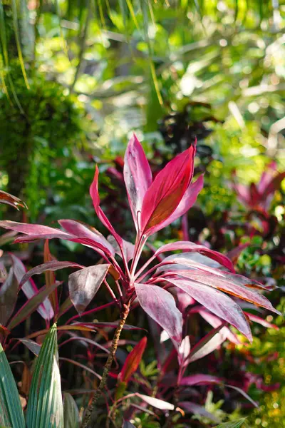 Kırmızı yapraklı süslemeli bitkiler güneş ışığına maruz kalıyor ve yeşil yapraklarla çevrili.
