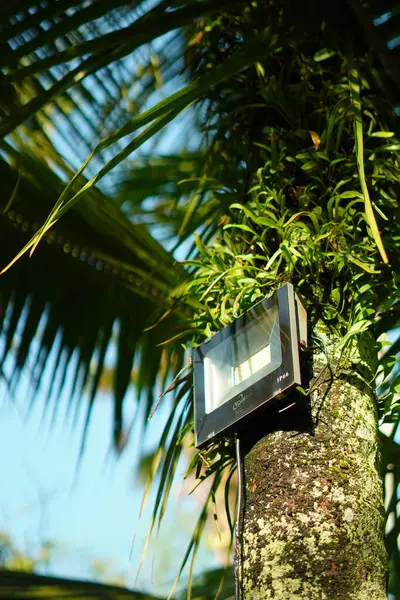 Bahçenin ışıkları sarkmaz ve hurma ağaçlarının kütüklerine konurlar.