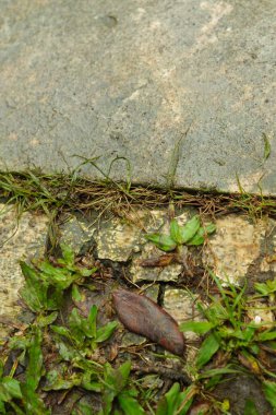 Yerdeki kayaların arasında yetişen yabani otlar kuru yapraklarla kuruyup kahverengiye dönmeyi severler..