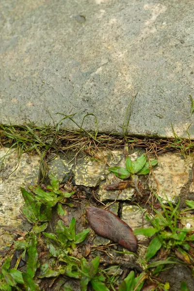 Yerdeki kayaların arasında yetişen yabani otlar kuru yapraklarla kuruyup kahverengiye dönmeyi severler..