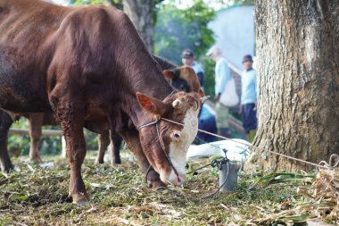 Kahverengi bir boğa sabah parkta ot yemek için başını eğiyor.
