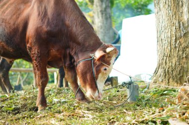 Kahverengi bir boğa sabah parkta ot yemek için başını eğiyor.