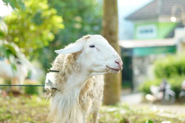 Beyaz bir erkek keçi, bahçedeki bitkilerin yanındaki bir direğe küçük bir iple bağlanmış..