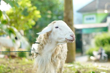 Beyaz bir erkek keçi, bahçedeki bitkilerin yanındaki bir direğe küçük bir iple bağlanmış..