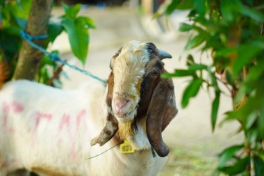 Kahverengi kafalı ve beyaz vücutlu bir erkek keçi. Sabah parkta küçük bir iple bağlanmış.