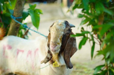 Kahverengi kafalı ve beyaz vücutlu bir erkek keçi. Sabah parkta küçük bir iple bağlanmış.