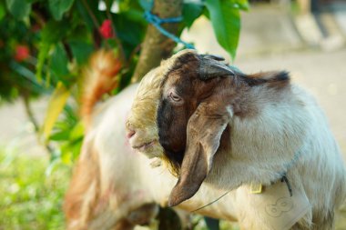 Kahverengi kafalı ve beyaz vücutlu bir erkek keçi. Sabah parkta küçük bir iple bağlanmış.