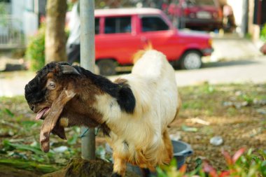 Kurban Bayramı 'nda parktaki bir direğe küçük bir iple bağlanmış bir erkek keçi.
