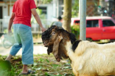 Kurban Bayramı 'nda parktaki bir direğe küçük bir iple bağlanmış bir erkek keçi.