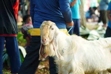Keçisinin ipini tutan bir adam. Kurban Bayramı 'nda katledilecek ve sırasını bekleyecek.