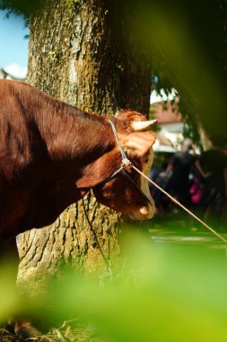 Kurban Bayramı 'nda öldürülmeden önce ağaca bağlanmış kahverengi bir boğa.